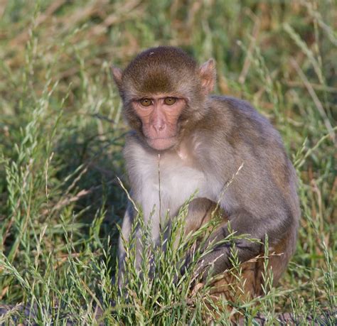 This article will give an overview of the macaque monkey baby. . Macaque breeders texas